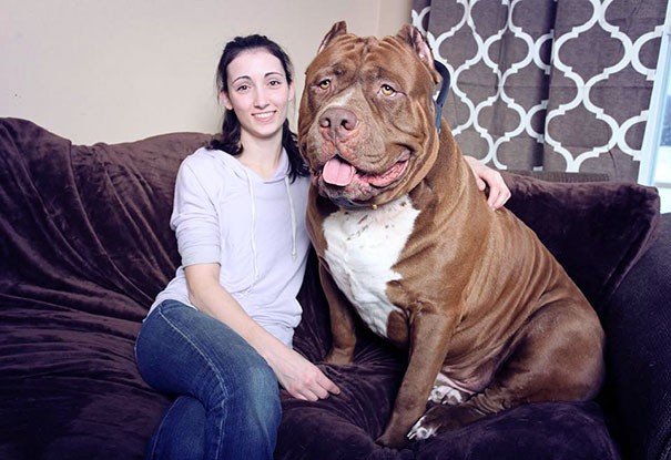 Chó Hulk là chú chó lớn nhất thế giới với cân nặng 78,5kg. Tuy có thân hình khổng lồ "đột biến" nhưng nó lại là thú cưng của một cậu bé 3 tuổi.